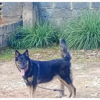 Purebred Female German Shepherd for Sale - 1+ Year Old