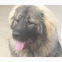 Purebred Caucasian Shepherd - Male, 1+ Year Old