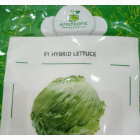Ice Berg Lettuce Seed