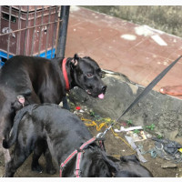 3-6 months Female Mixed Breed Cane Corso