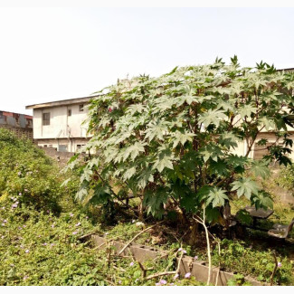 Residential Land with 33kva Electricity in Egbe - 30ft by 120ft Plot