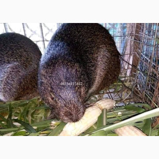 Grasscutters for Sale - Affordable Price - 3 Months Old