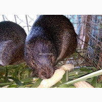 Grasscutters for Sale - Affordable Price - 3 Months Old