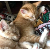 1-3 months Male Purebred American Wirehair