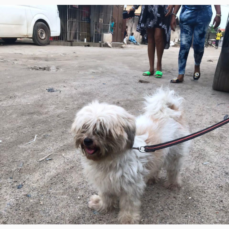 Фото 1/1. Female Purebred Lhasa Apso for Sale