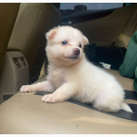 Purebred American Eskimo Puppy Available for Adoption
