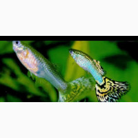 Fancy Guppies for Fishbowl or Aquarium - Perfect for Kids or Interior Decor