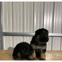German Shepherd Purebred Male Puppy Available for Adoption