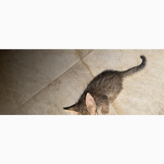 1-3 months Female Mixed Breed American Shorthair