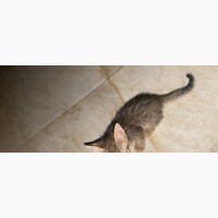 1-3 months Female Mixed Breed American Shorthair