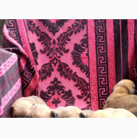 0-1 month Male Purebred Bullmastiff
