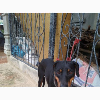 Male Purebred Rottweiler for Rehoming