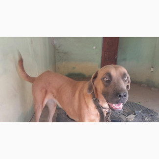 Female Purebred Boerboel for Adoption