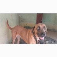 Female Purebred Boerboel for Adoption