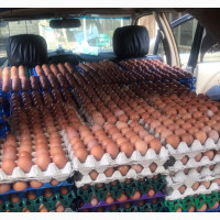 Fresh Chicken Eggs