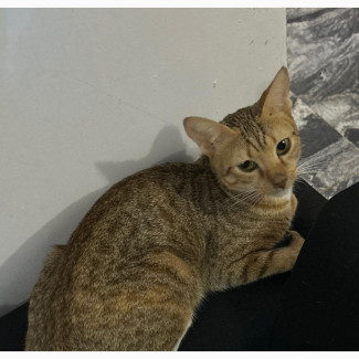 1+ year Female Mixed Breed Egyptian Mau
