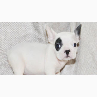 3-6 Month Female Purebred French Bulldog