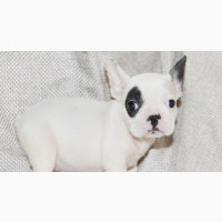 3-6 Month Female Purebred French Bulldog
