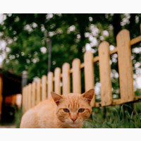 3-6 months Male Purebred American Wirehair