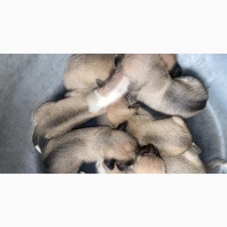 0-1 month Female Purebred Basenji