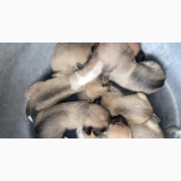0-1 month Female Purebred Basenji