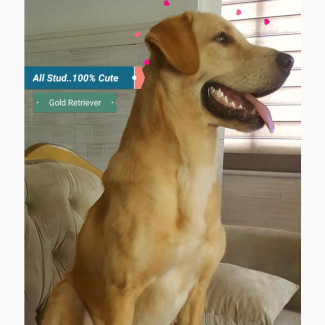 Golden Retriever