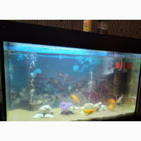 Aquarium With 9 Ornament Fish