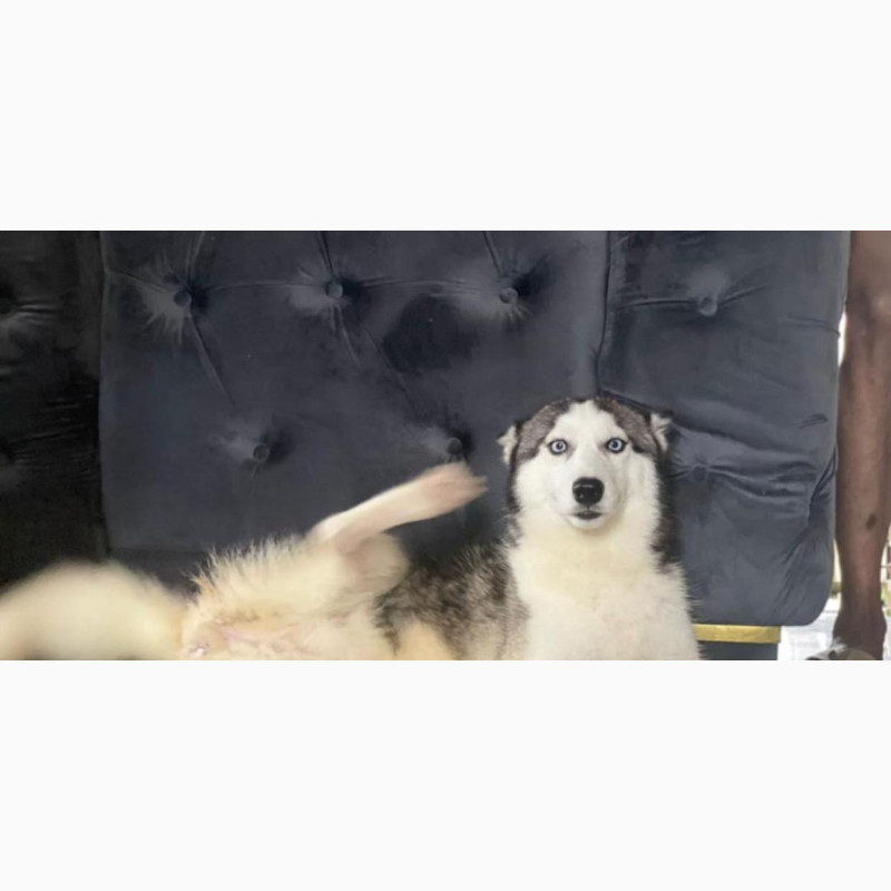 Фото 1/1. Purebred Siberian Husky - Female, 1+ year old