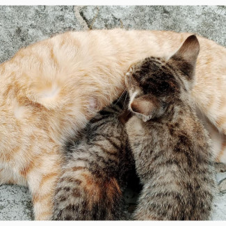 Havana Brown Kitten - Playful and Quiet