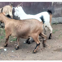 Healthy Brown Goat for Sale