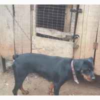 Female Purebred Rottweiler - Active and Security Conscious
