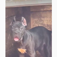 3-6 months Female Purebred Cane Corso