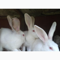 Quality Rabbits for Sale - Limited Time Offer