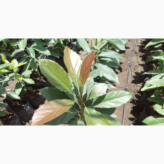 Hass Avocado Plantlet