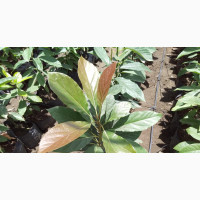 Hass Avocado Plantlet