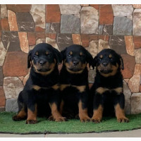 Female Purebred Rottweiler Puppy - 1-3 Months Old