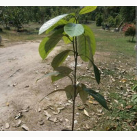 Nutmeg Seedlings Available Now