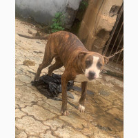 6-12 months Female Purebred American Pit Bull Terrier