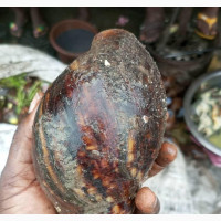 Healthy Bush Snails Of All Sizes, Can Be Delivered Dried Too