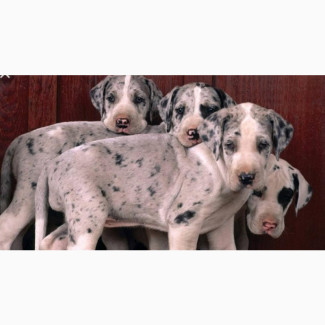 0-1 month Female Purebred Great Dane