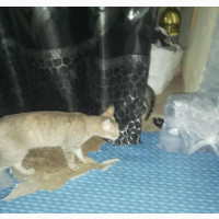 6-12 months Female Purebred American Shorthair