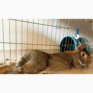 Flemish Giant Rabbits - Pure Breeds with A1 Bloodline