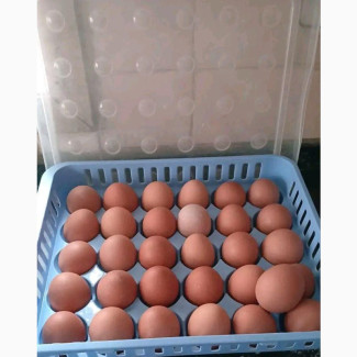 30 Grid Egg Crate With Cover