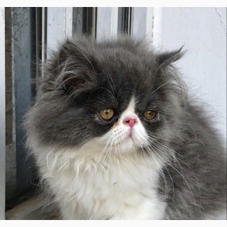 6-12 months Male Purebred Persian