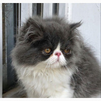 6-12 months Male Purebred Persian
