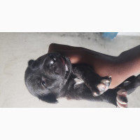 0-1 month Male Mixed Breed German Shepherd