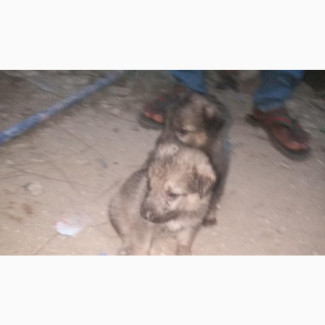 Purebred Caucasian Shepherd Puppies Available