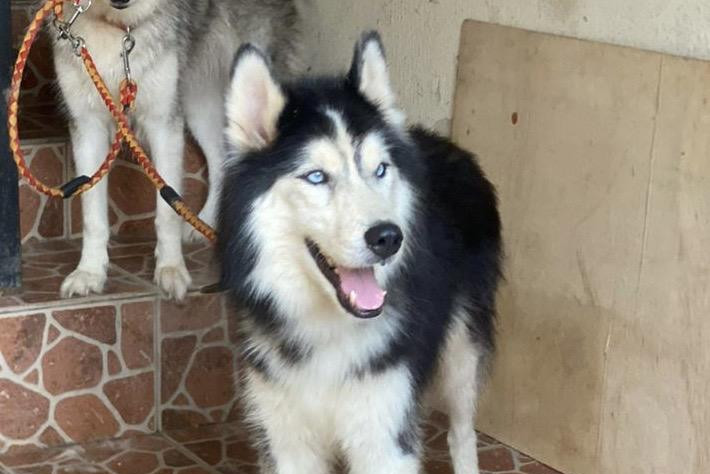 Фото 1/1. Male Purebred Siberian Husky
