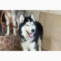 Male Purebred Siberian Husky