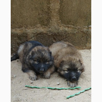 Male Caucasian Shepherd Puppies Available for Sale